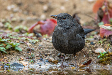 Amsel (Turdus merula) Männchen
