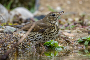 Singdrossel (Turdus philomelos)