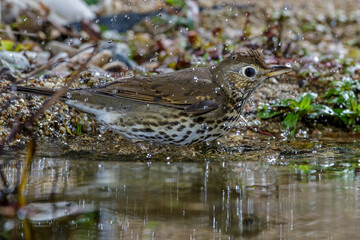 Singdrossel (Turdus philomelos)
