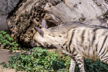 Obraz premium Striped Hyena (Hyaena hyaena)