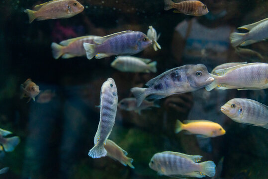 Lombardoi mbuna or Kenyi Cichlid or Maylandia lombardoi or Maylandia greshakei