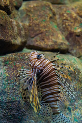 Naklejka na ściany i meble Red lionfish or Pterois volitans in wild nature