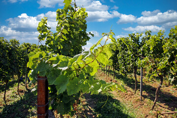 Weinberge in der Südpfalz