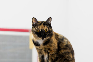 portrait of a cat no white background