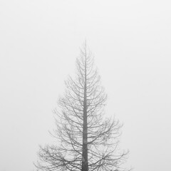 The top of a pine tree stuck in the fog