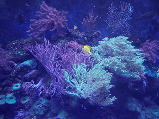 Fototapeta na wymiar Bright yellow fish underwater on background of coral. Yellow Tang Zebrasoma Flavescens.