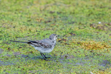 White Wagtail or Motacilla alba. Wagtails is a genus of songbirds. Wagtail is one of the most useful birds. It kills mosquitoes and flies, which deftly chases in the air