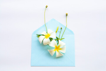 white flowers frangipani in white envelope arrangement flat lay postcard style on background white