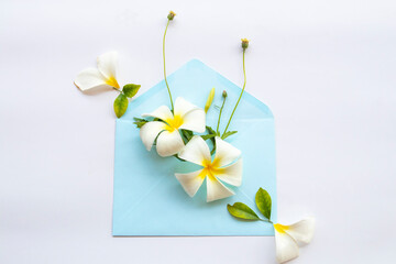 white flowers frangipani in white envelope arrangement flat lay postcard style on background white