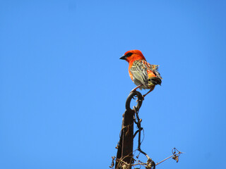 Mauritius Finch Bird on Rustic Metal Loop