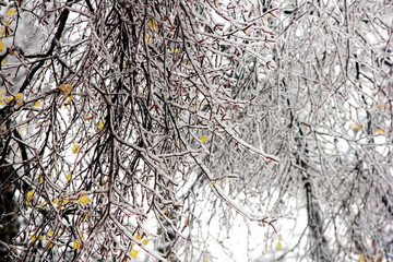Winter has come. Tree branches covered with ice. Winter forest. nature in winter. Trees after an icy rain. cooling and freezing.