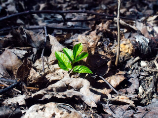 sprout rises from under old leaves
