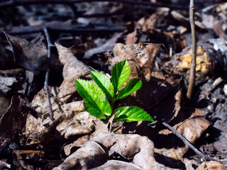 sprout rises from under old leaves