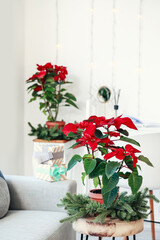 Christmas plant poinsettia on table in interior of room