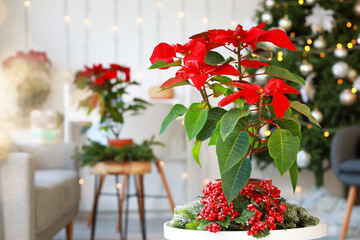 Christmas plant poinsettia on table in interior of room