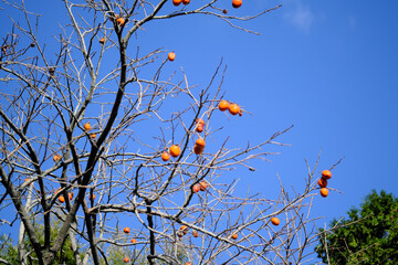 丸い柿と秋晴れ