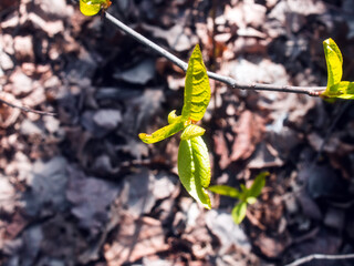 young leaves on a branch in the forest in spring