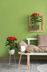 Christmas plants poinsettia with sofa in interior of room
