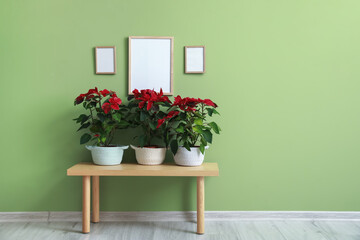 Christmas plants poinsettia on table in interior of room
