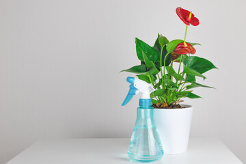 Home flower Anthurium in a ceramic pot and a spray bottle nearby. Greening the house with indoor plants. Copyspace. Home Plants Care