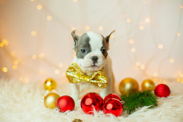 French bulldog puppy for Christmas background, Christmas tree toys, Christmas