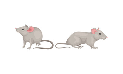Mouse as Small Rodent with Rounded Ears and Grey Coat in Different Poses Vector Set