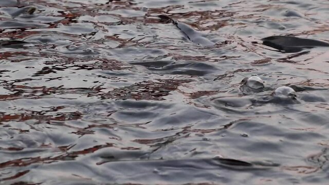 Fish competition and survival for food. Feeding aggressive Pangasianodon hypophthalmus, also known as shark catfish or Iridescent Shark.