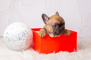 French bulldog puppy in a box new year background, Christmas