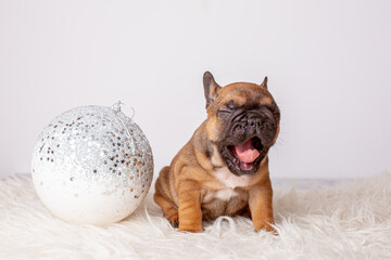 French bulldog puppy for Christmas background, Christmas tree toys, Christmas