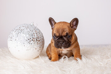 French bulldog puppy for Christmas background, Christmas tree toys, Christmas