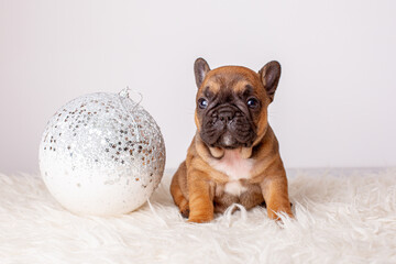 French bulldog puppy for Christmas background, Christmas tree toys, Christmas