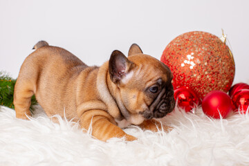 French bulldog puppy for Christmas background, Christmas tree toys, Christmas