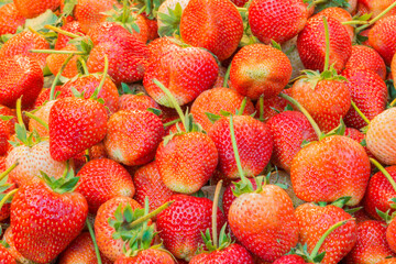 Fresh ripe perfect strawberry.