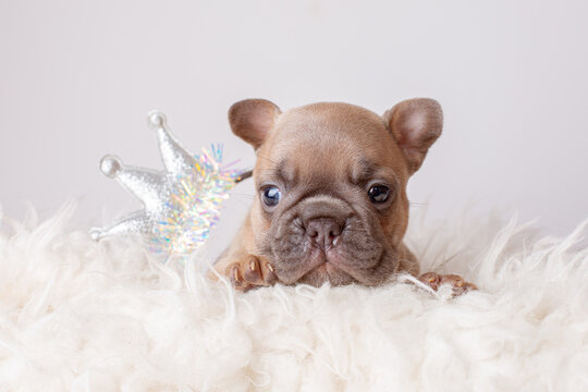 a small French bulldog puppy in the image of a princess with a crown on a white background