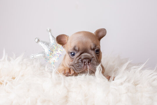 a small French bulldog puppy in the image of a princess with a crown on a white background