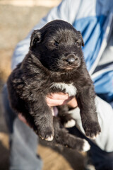 A man holds a small shaggy black puppy in his hands. The concept of Pets. Close-up photo.