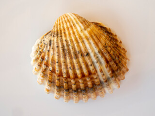 Close up of the upper side of a sea shell. Wavy surfaces with shades of yellow and orange. Background for different needs
