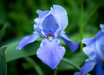 Beautiful iris in the garden
