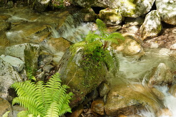 清流（滋賀県大津市　比良山登山口）(mountain stream,leaf,fresh verdure,water)