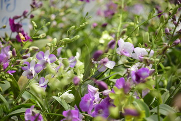 Beautiful orchid flower with nature background 2020.