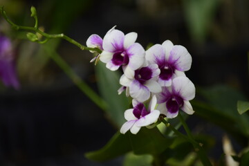 Beautiful orchid flower with nature background 2020.