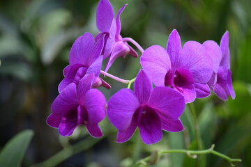 Obraz premium Beautiful orchid flower with nature background 2020.