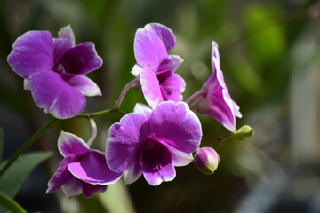 Beautiful orchid flower with nature background 2020.