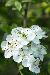 Weißdorn - Blüte