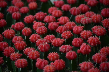 Small red cactus planted in the garden.
