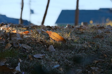 冬枯れの野。brown dry leaves scattered on ground