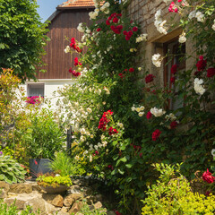 Rosen am Haus
