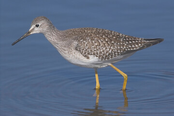 Lesser Yellowlegs (Tringa flavipes) a rare North American vagrant, Lower Moors, St Mary's, Scilly Isles, Cornwall, England, UK.