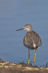 Lesser Yellowlegs (Tringa flavipes) a rare North American vagrant, Lower Moors, St Mary's, Scilly Isles, Cornwall, England, UK.