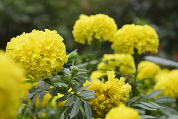 Beautiful brightly colored flowers planted in the garden.
